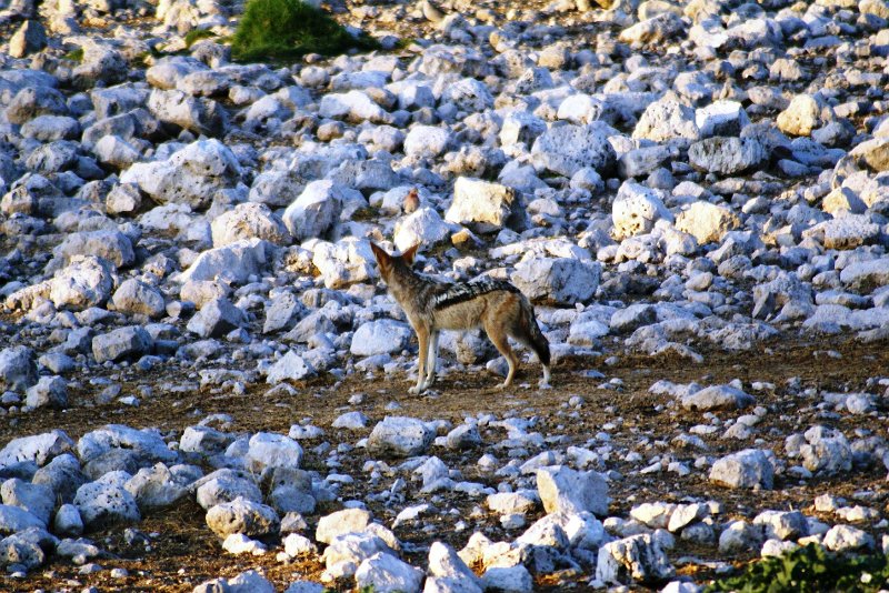 nab (928).jpg - SONY DSC